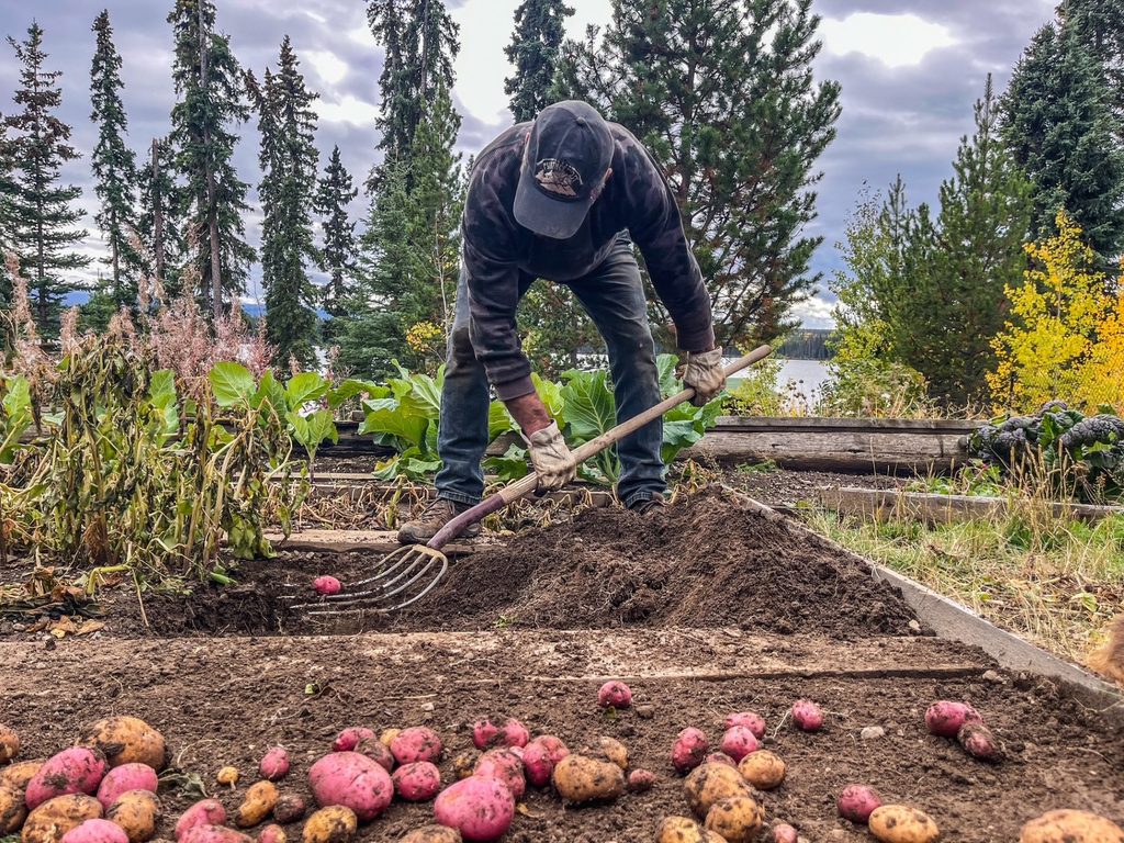 October potato harvest at Eliguk Lake before freeze-up